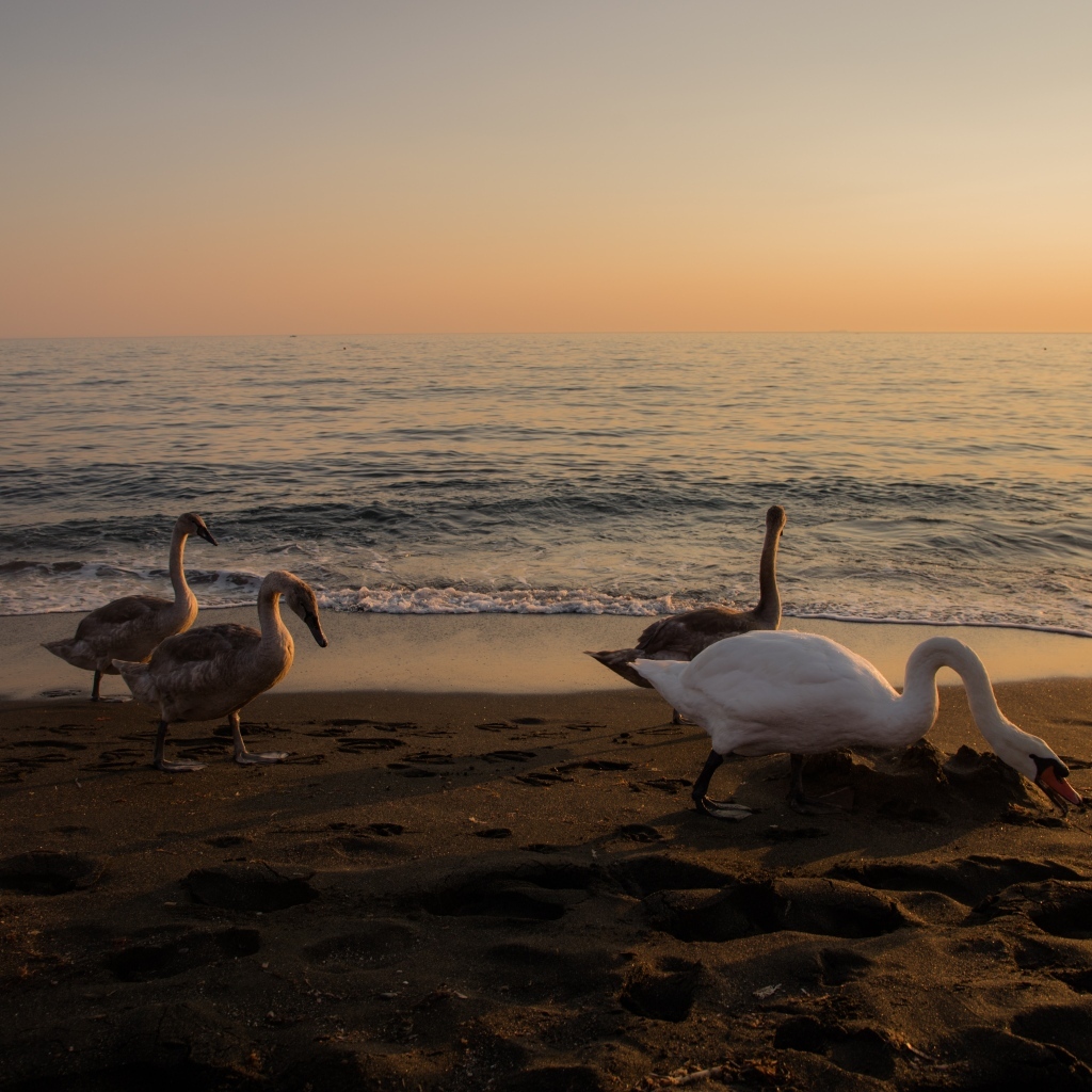 Гуси и лебеди пасутся на берегу моря