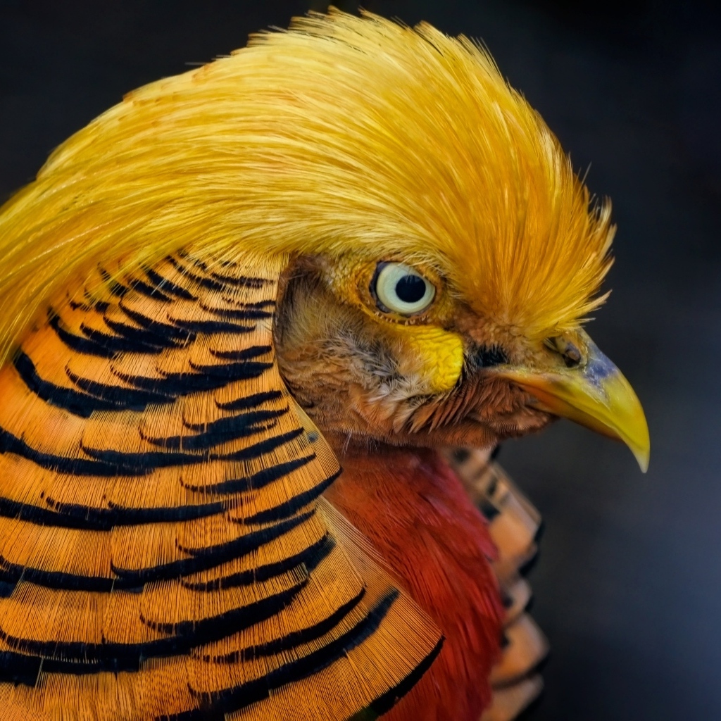 Голова золотого фазана крупным планом