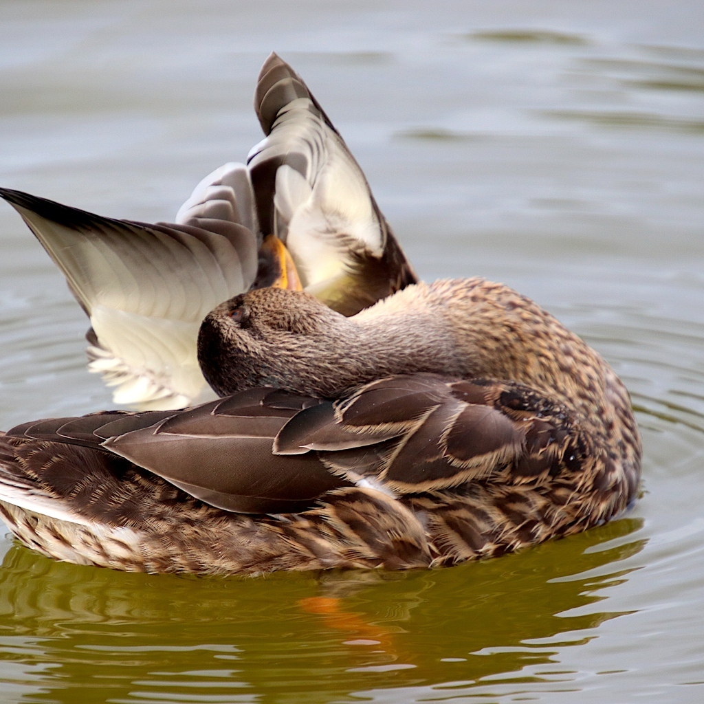 Гусь чистит перья в воде