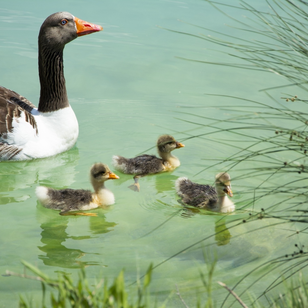 Гусыня с птенцами плавает в воде