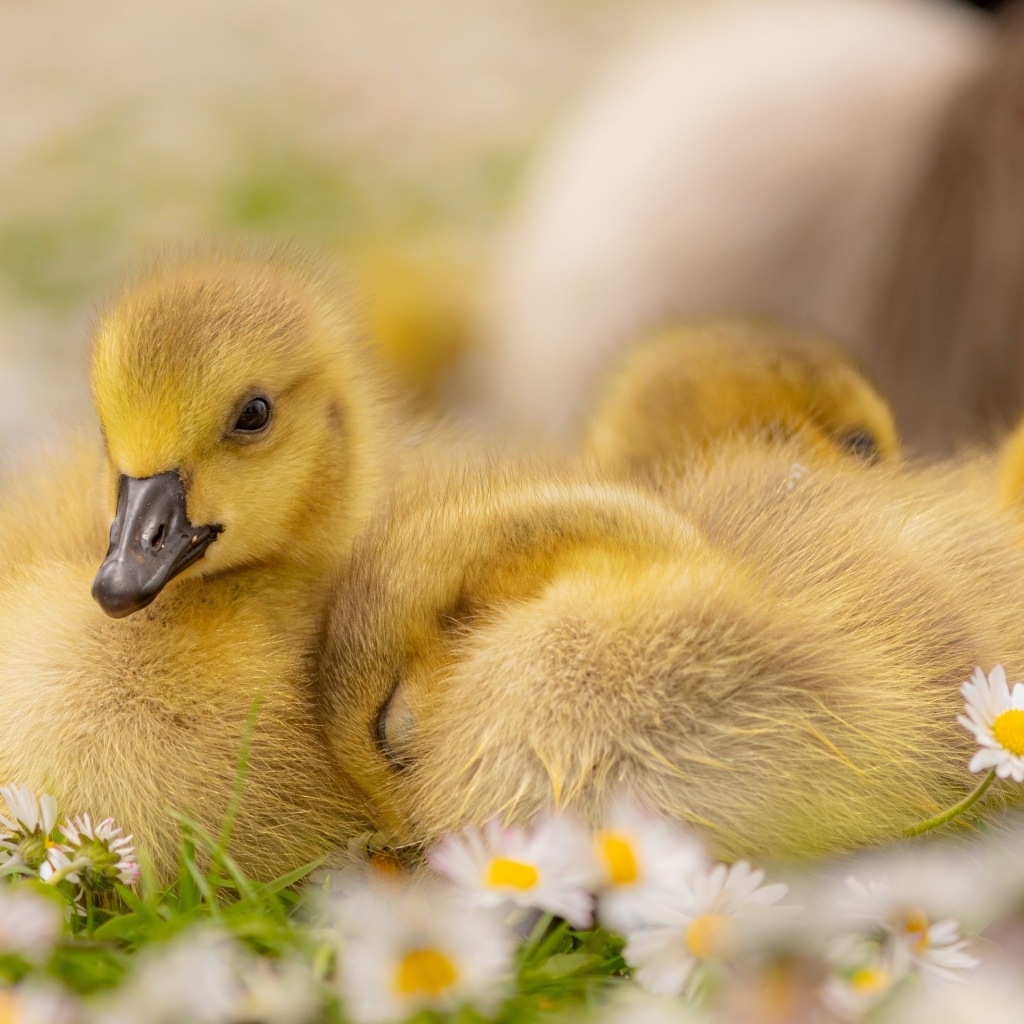 Гусята лежат на цветах маргаритки