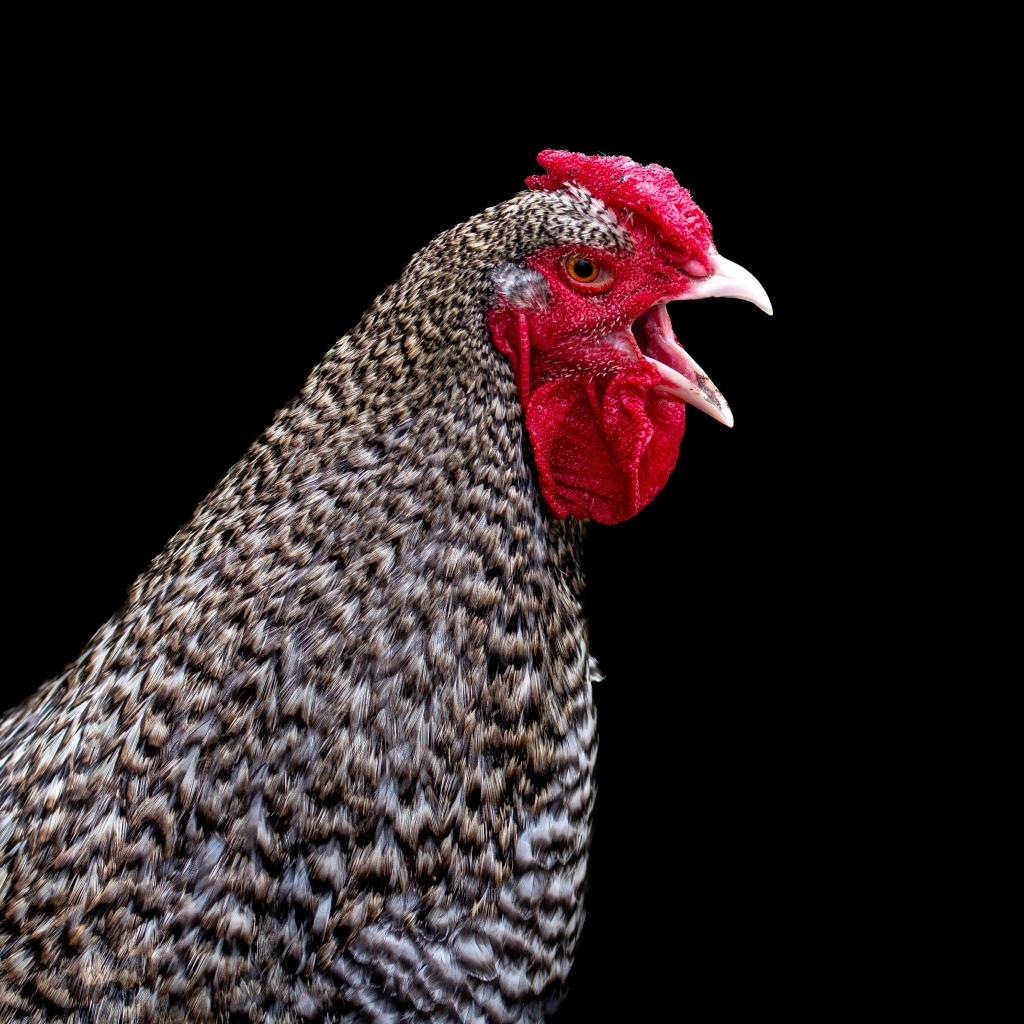 Серая домашняя курица на черном фоне