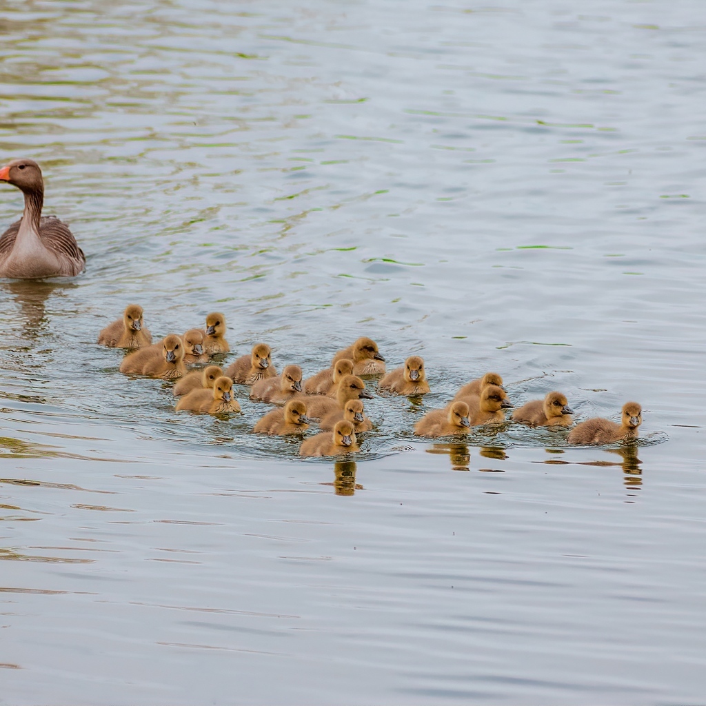 Серый гусь с птенцами плывет по воде