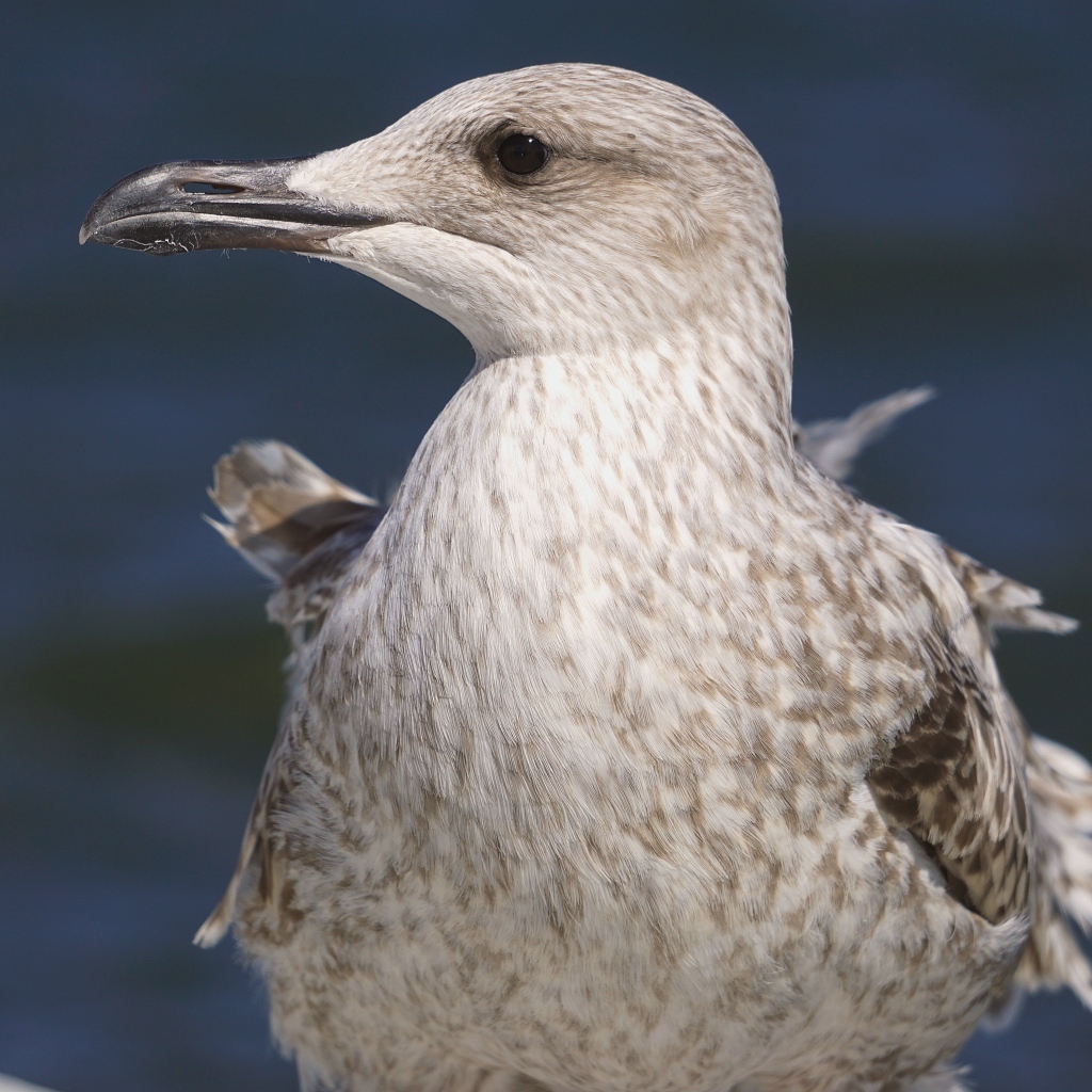 Серая чайка с острым клювом крупным планом