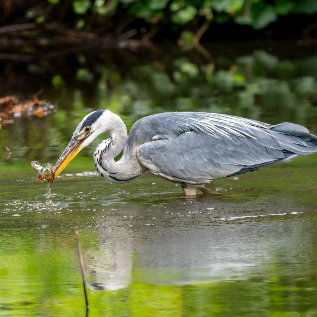 Серая цапля ловит рыбу в пруду