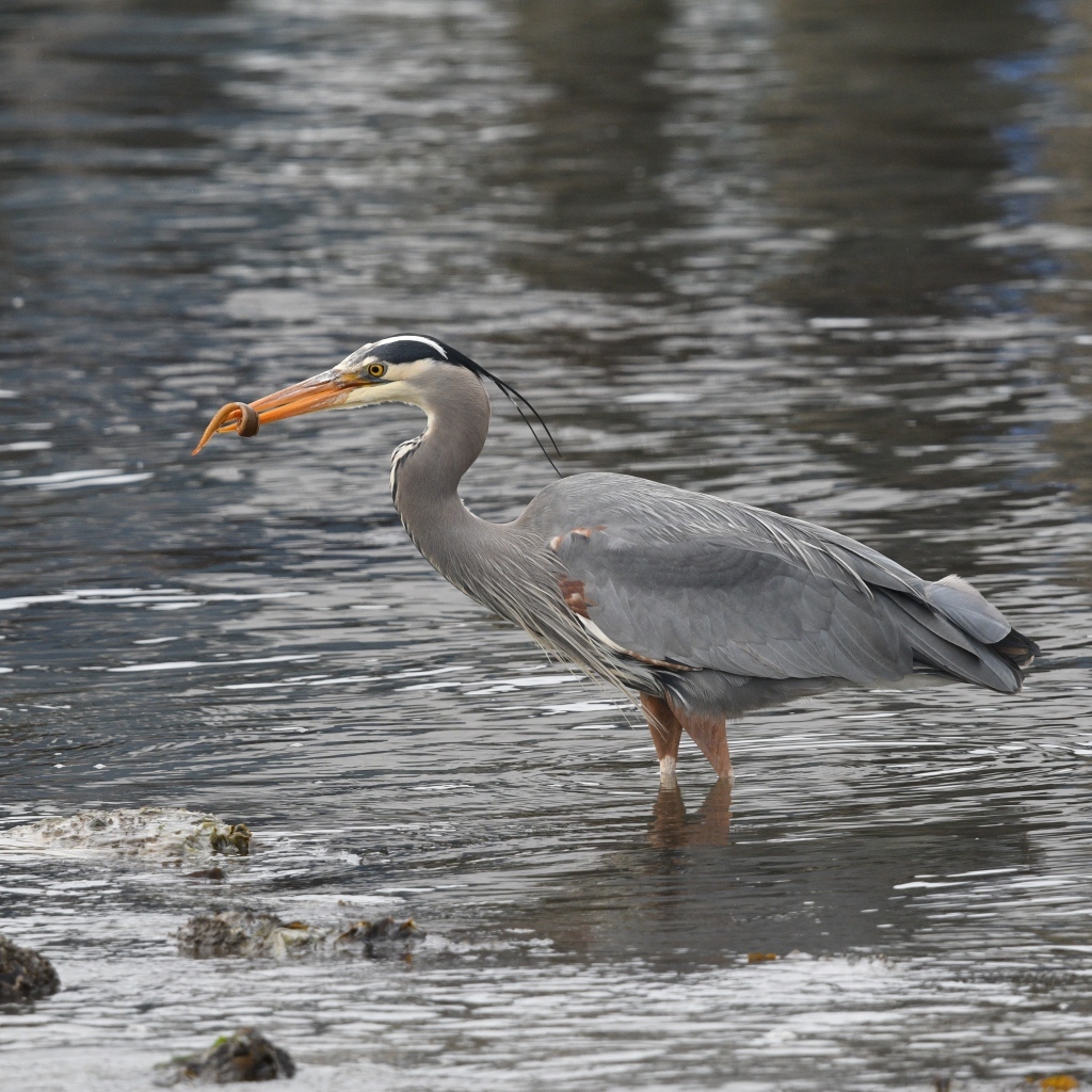 Серая цапля ловит рыбу в воде