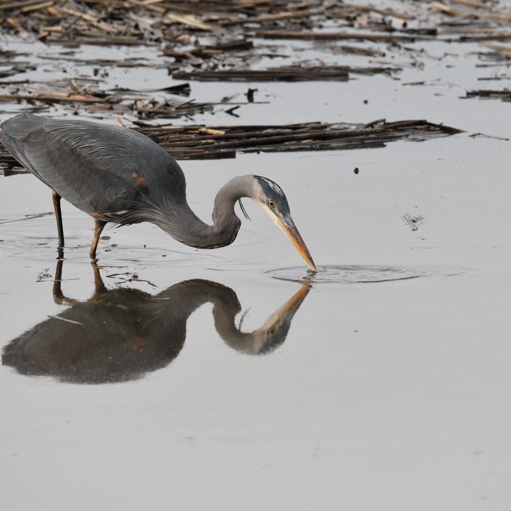 Серая цапля охотится в воде
