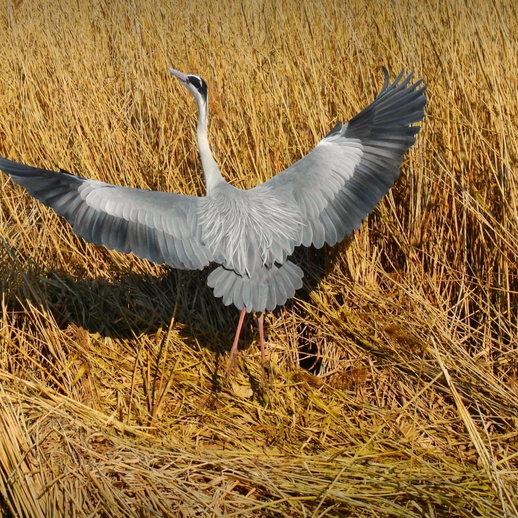 Серая цапля готовится взлететь 