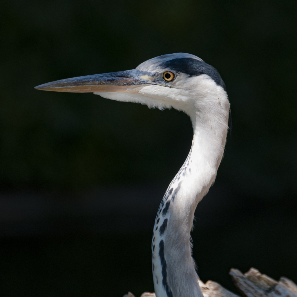 Серая цапля с острым клювом крупным планом