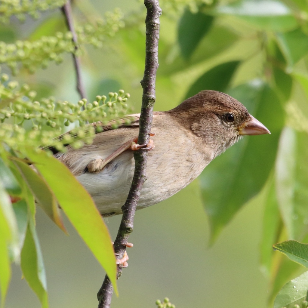 Серая иволга в ветках дерева