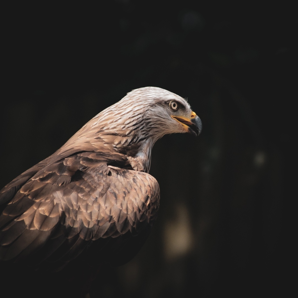 Серый хищный орел с острым черным клювом