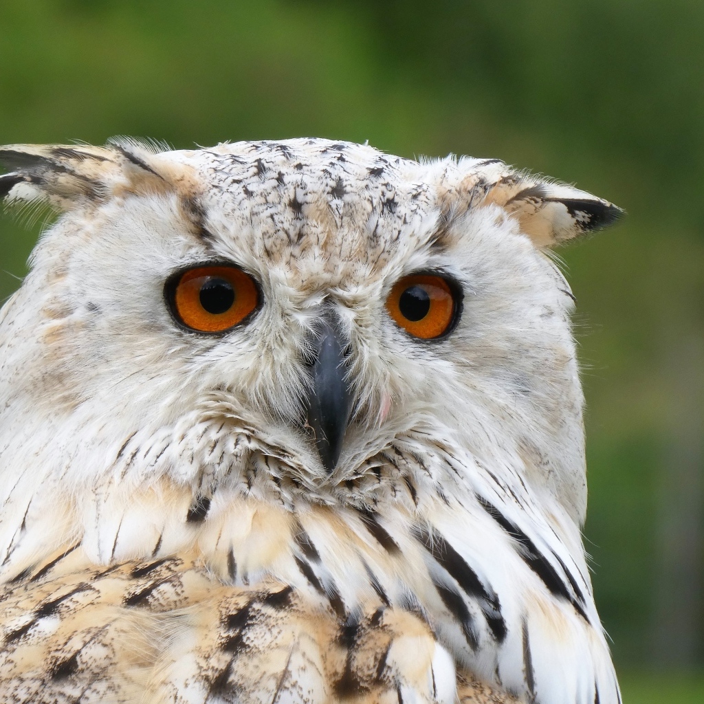 Большой евразийский филин крупным планом