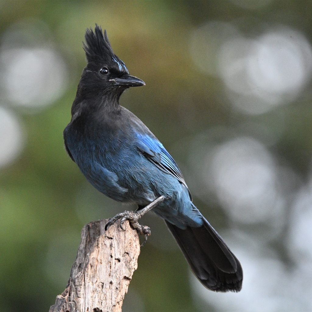 Большая стеллерова сойка крупным планом
