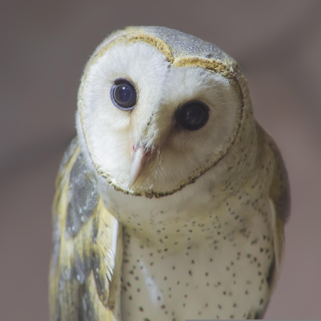 Большая белая сипуха с любопытными глазами