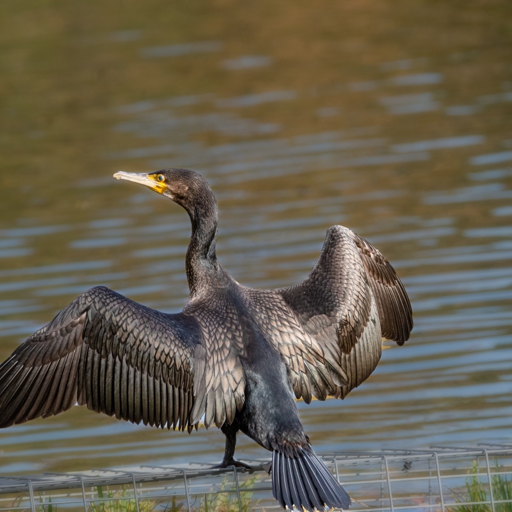 Большой баклан готовится ловить рыбу
