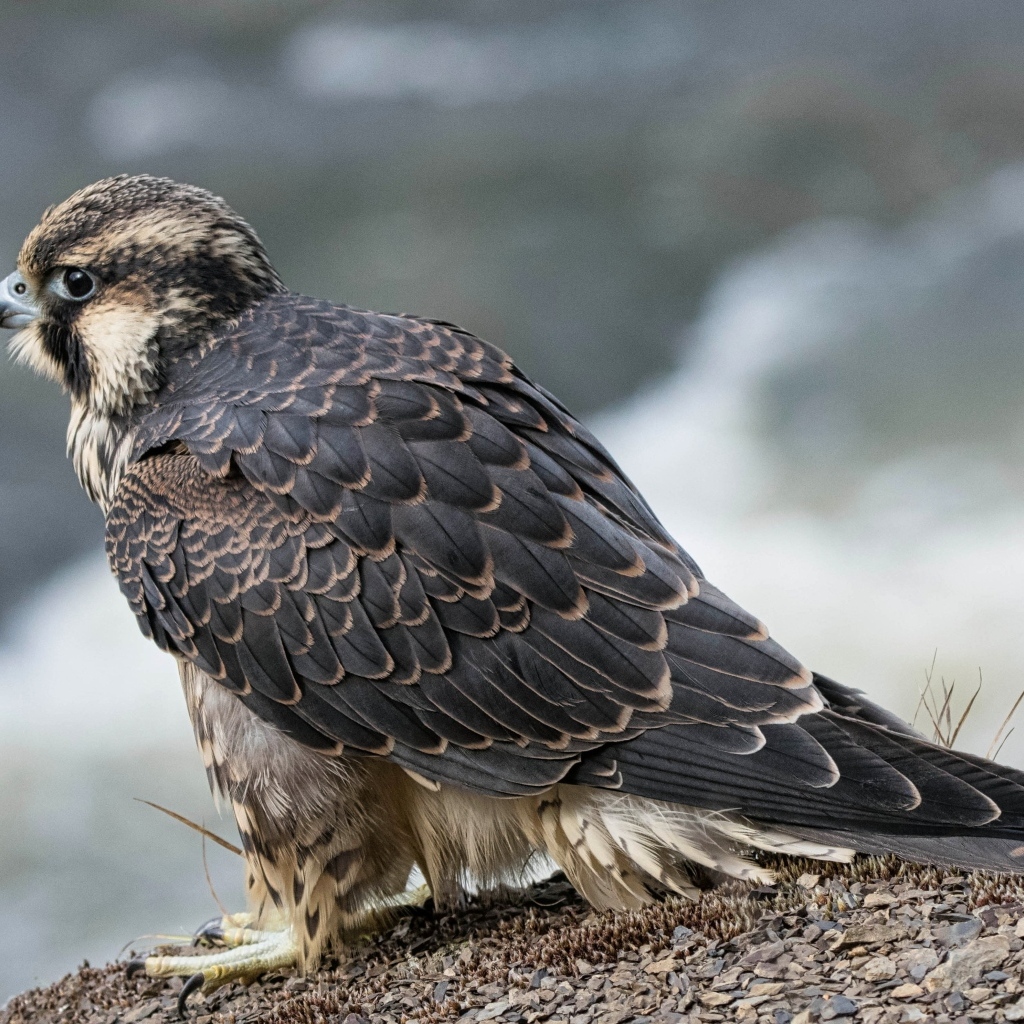 Большой серый сокол готовится к полету