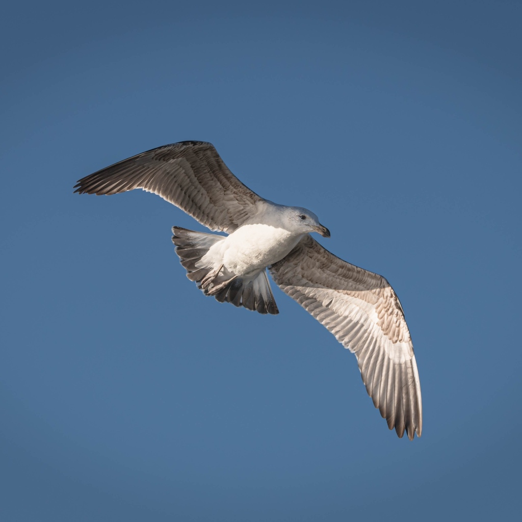 Большая серая чайка в голубом небе