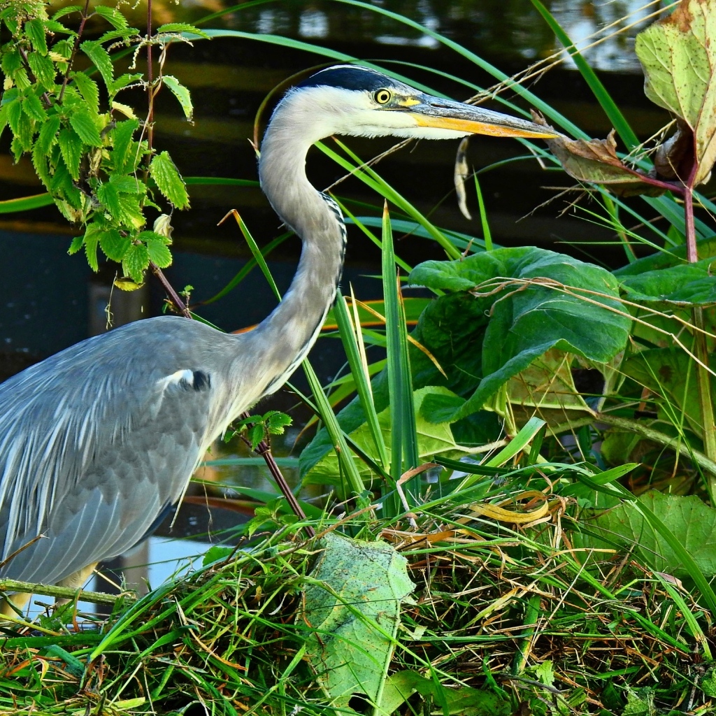 Большая серая цапля в зеленой траве