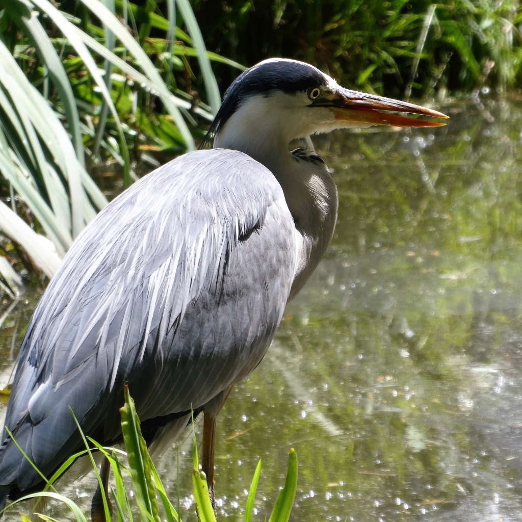 Большая серая цапля в воде 