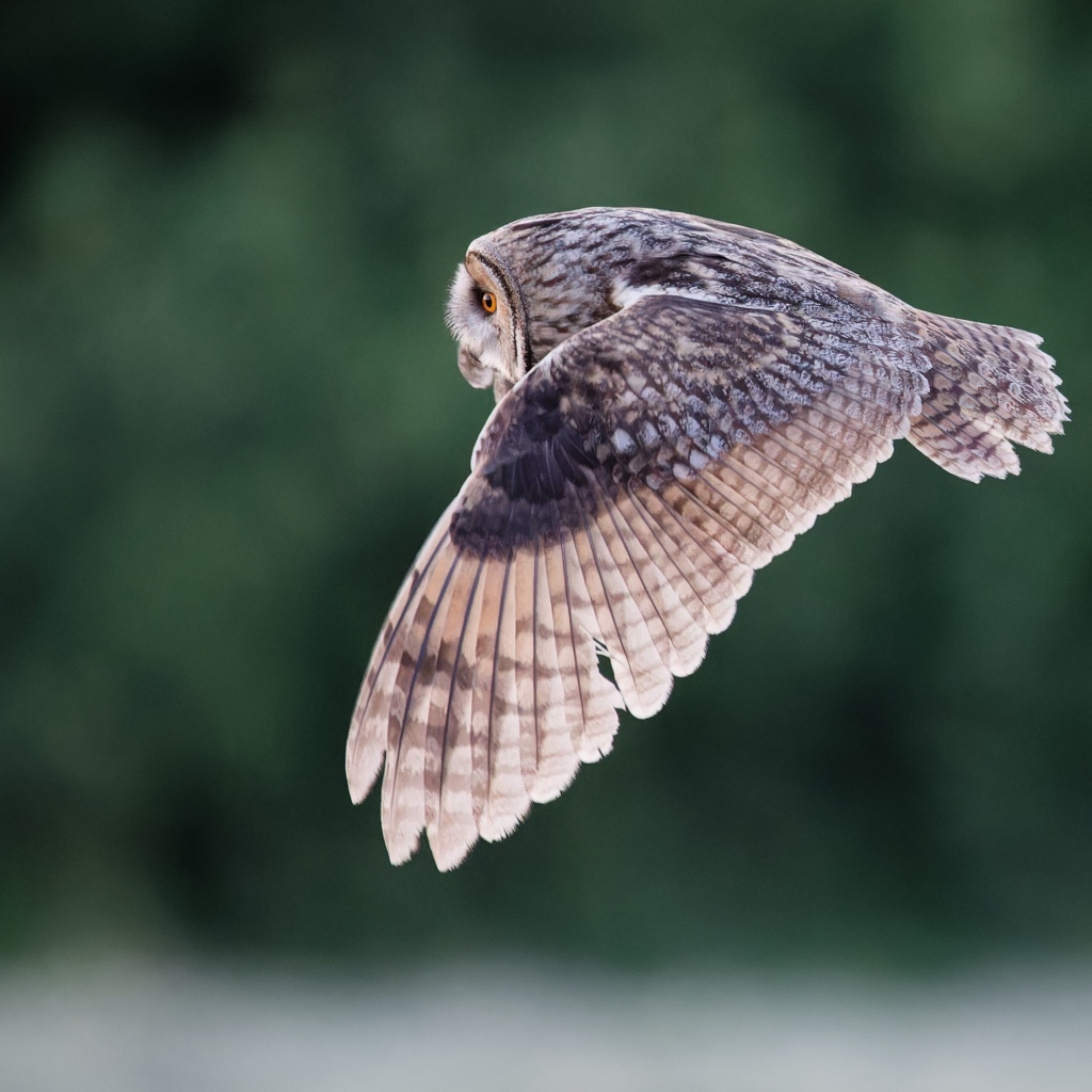 Большая серая сова летит над землей