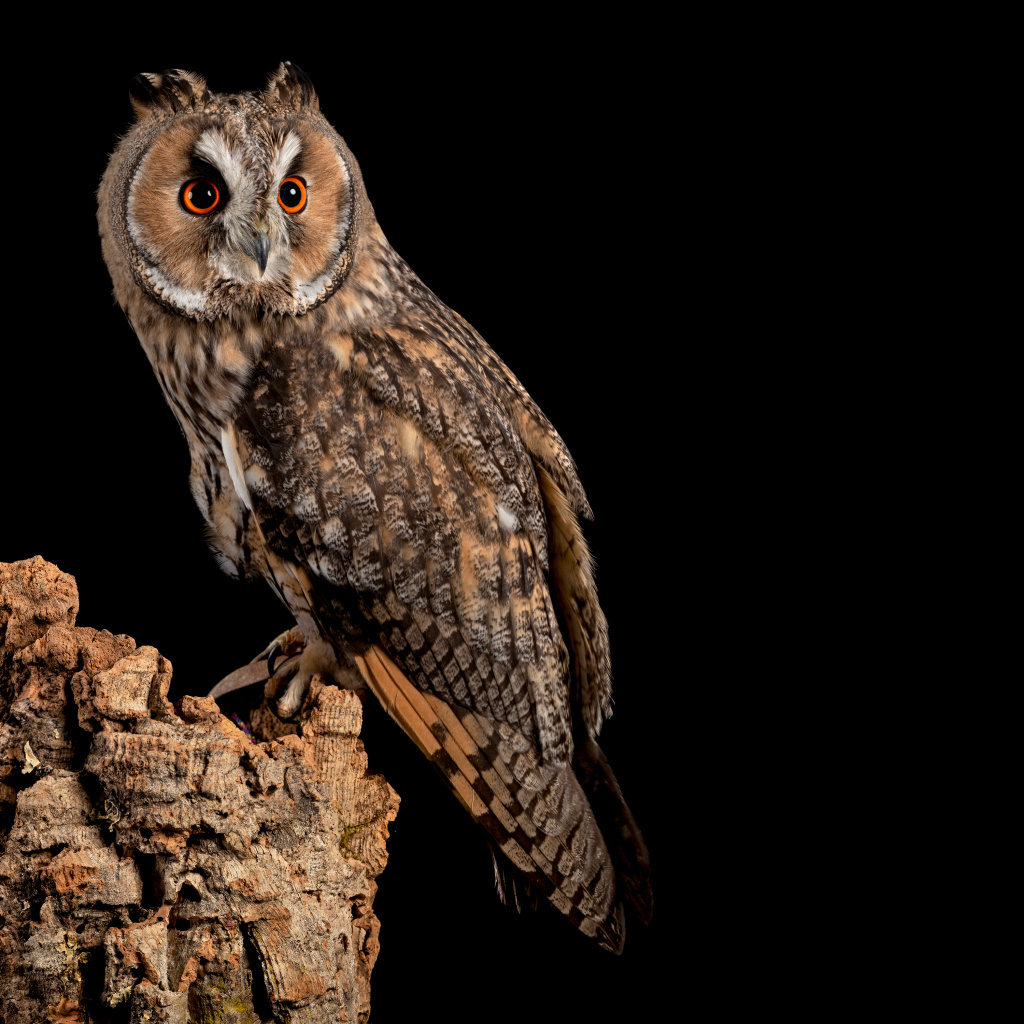 Большая сова на сухом дереве на черном фоне