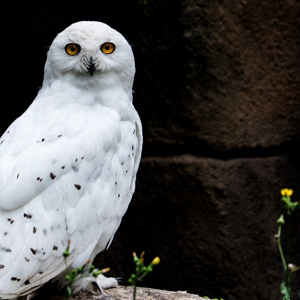 Большая  снежная сова сидит на камне