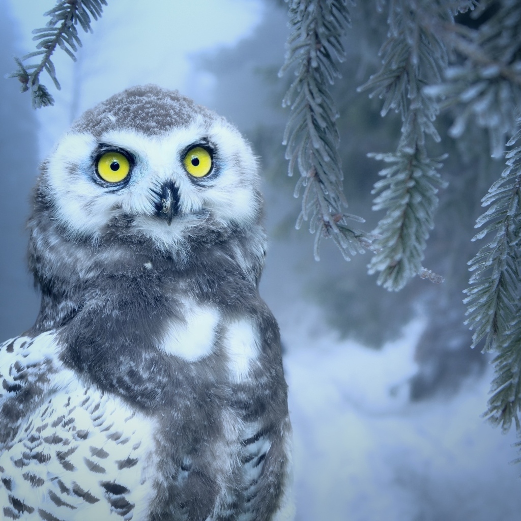 Большая снежная сова с желтыми глазами сидит на ветке