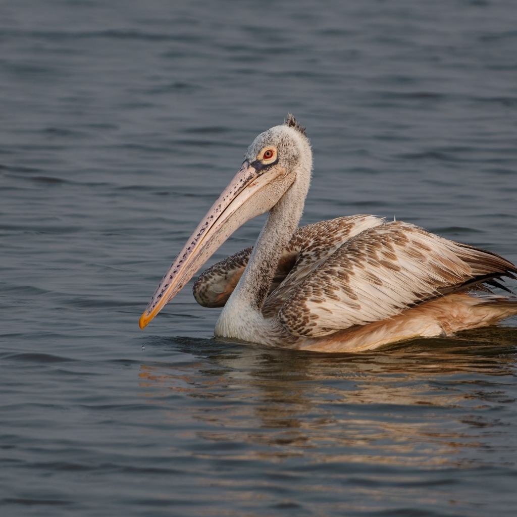 Большой пятнистый пеликан в воде