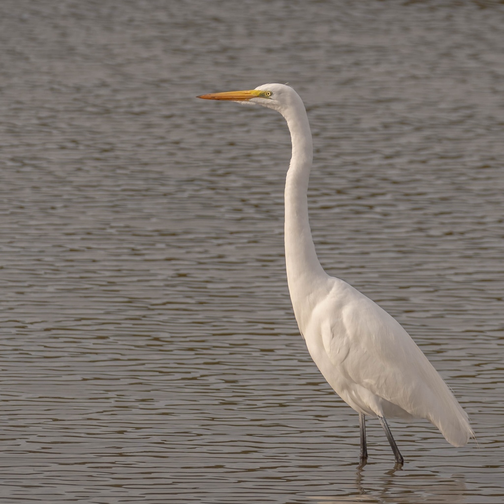 Большая белая цапля стоит в воде
