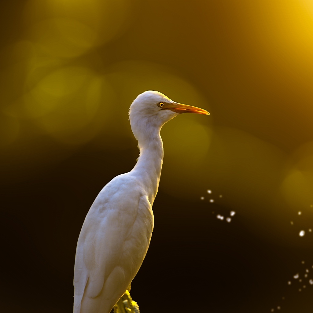 Большая белая цапля крупным планом