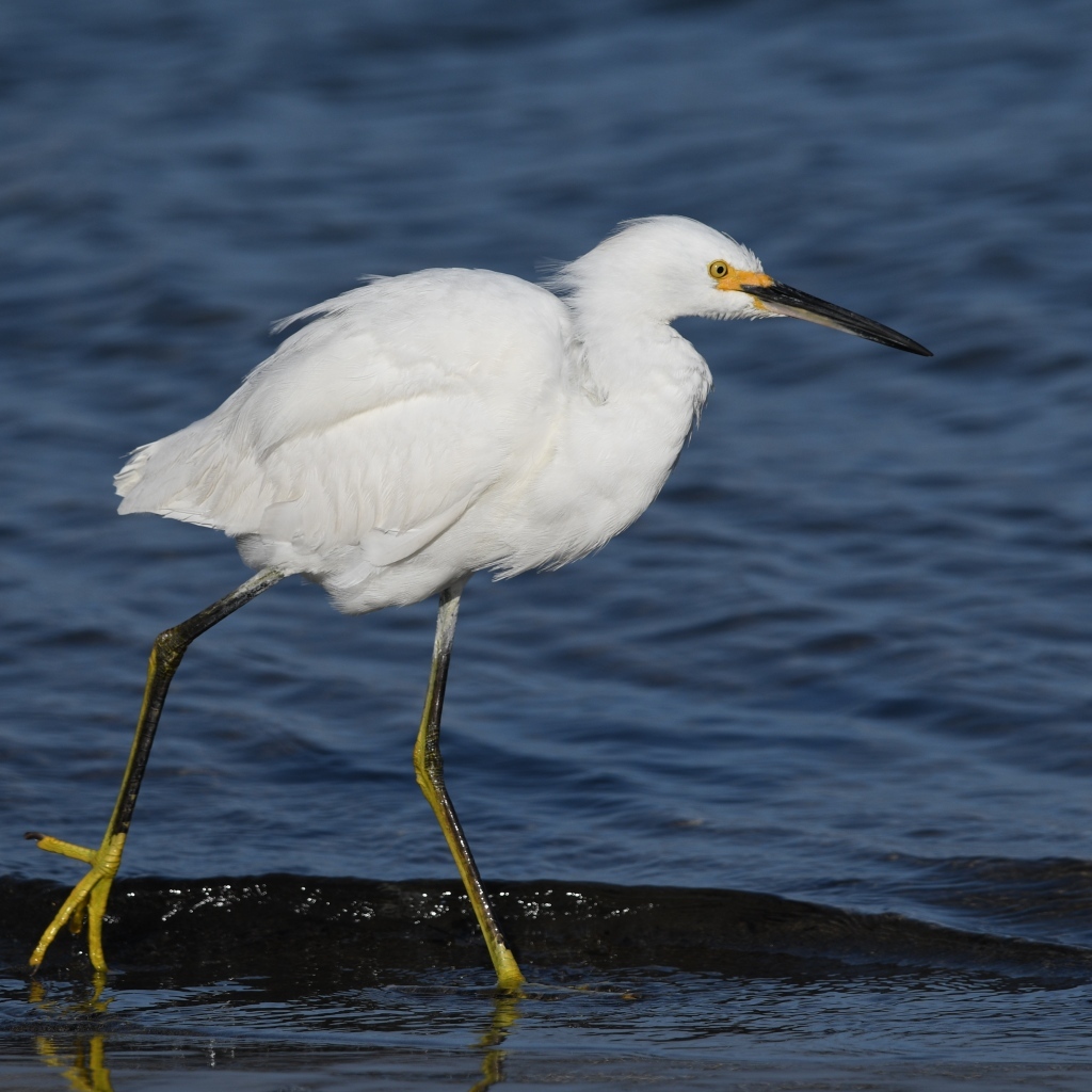 Большая белая цапля идет по воде