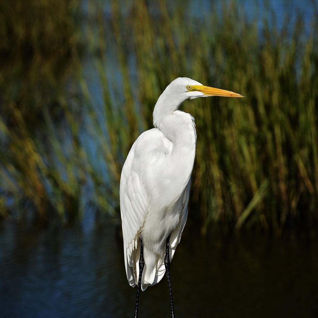 Большая белая цапля с острым клювом в воде