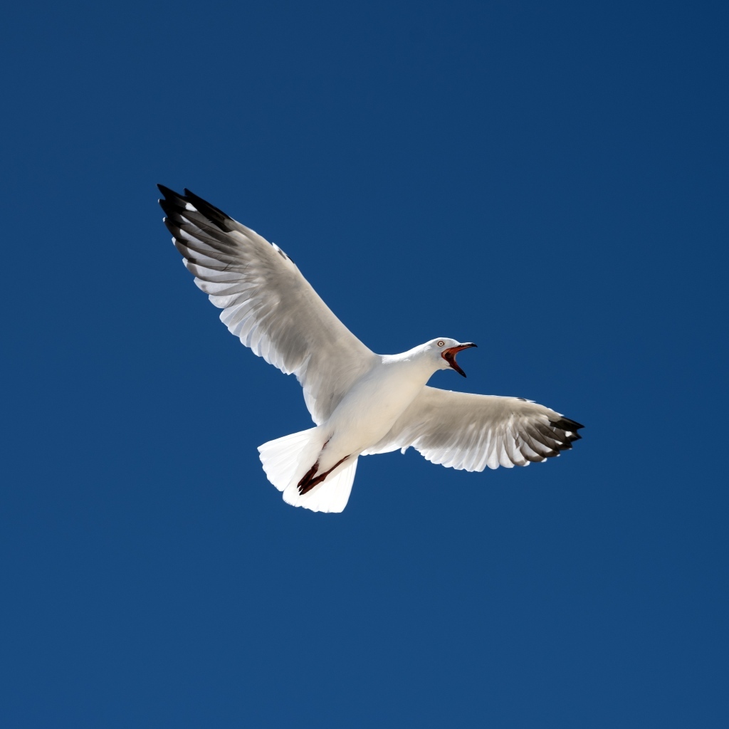 Большая белая чайка в голубом небе
