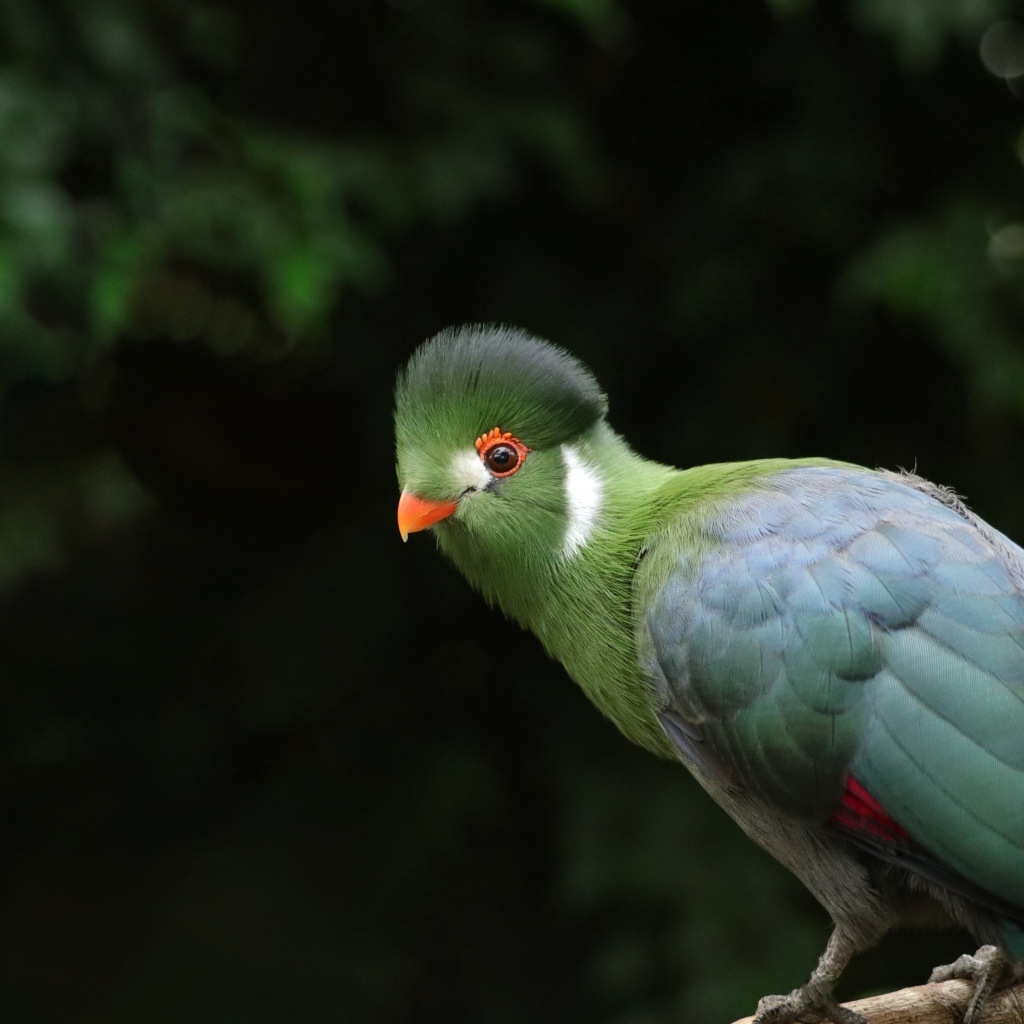 Зеленый белощекий турако птица