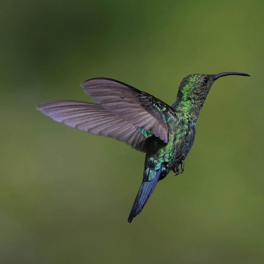 Зеленая птица колибри крупным планом
