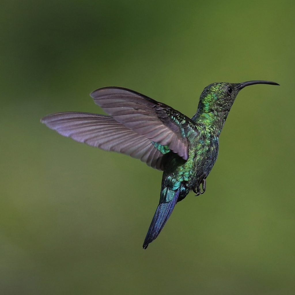 Зеленая птица колибри в воздухе