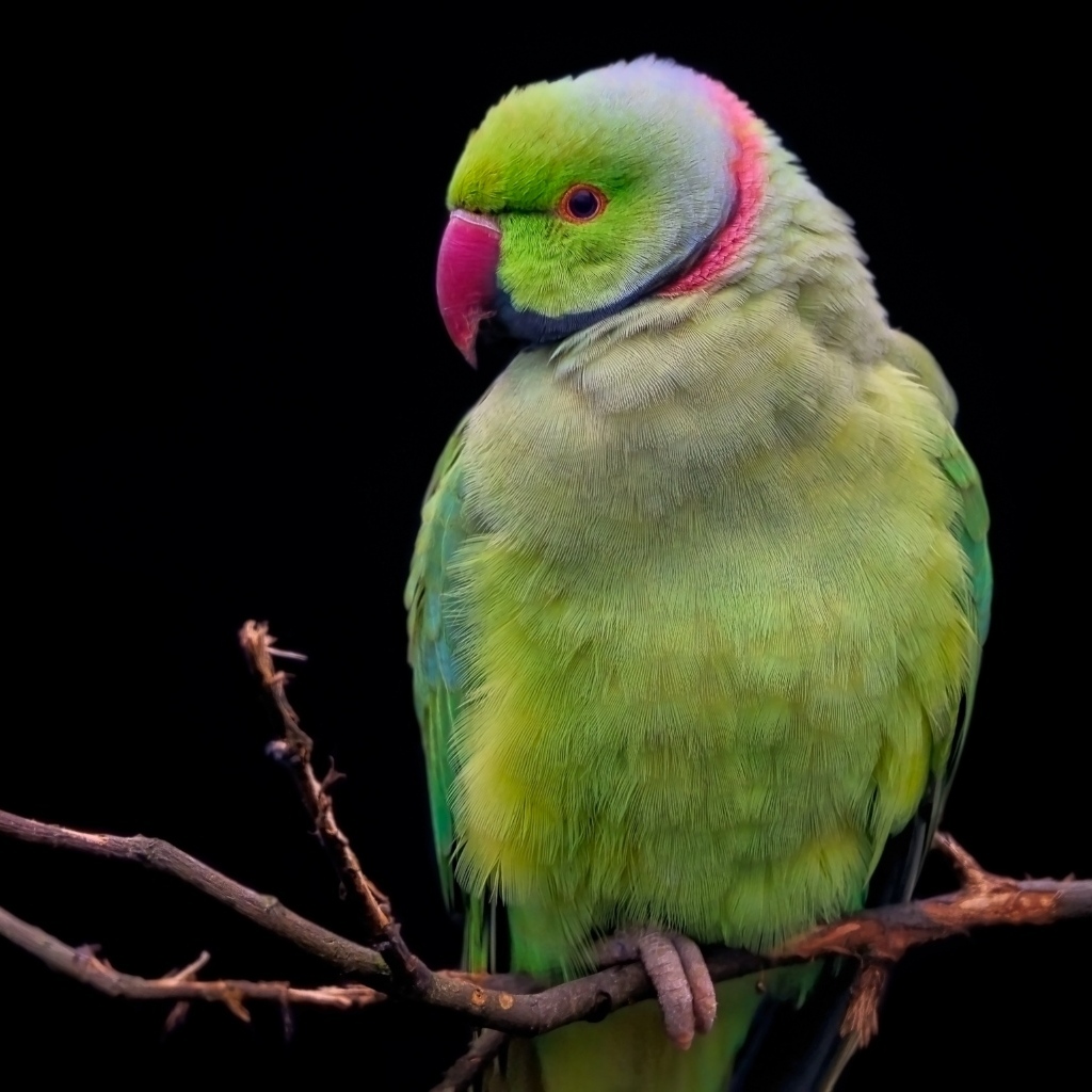 Зеленый ожереловый попугай сидит на ветке дерева