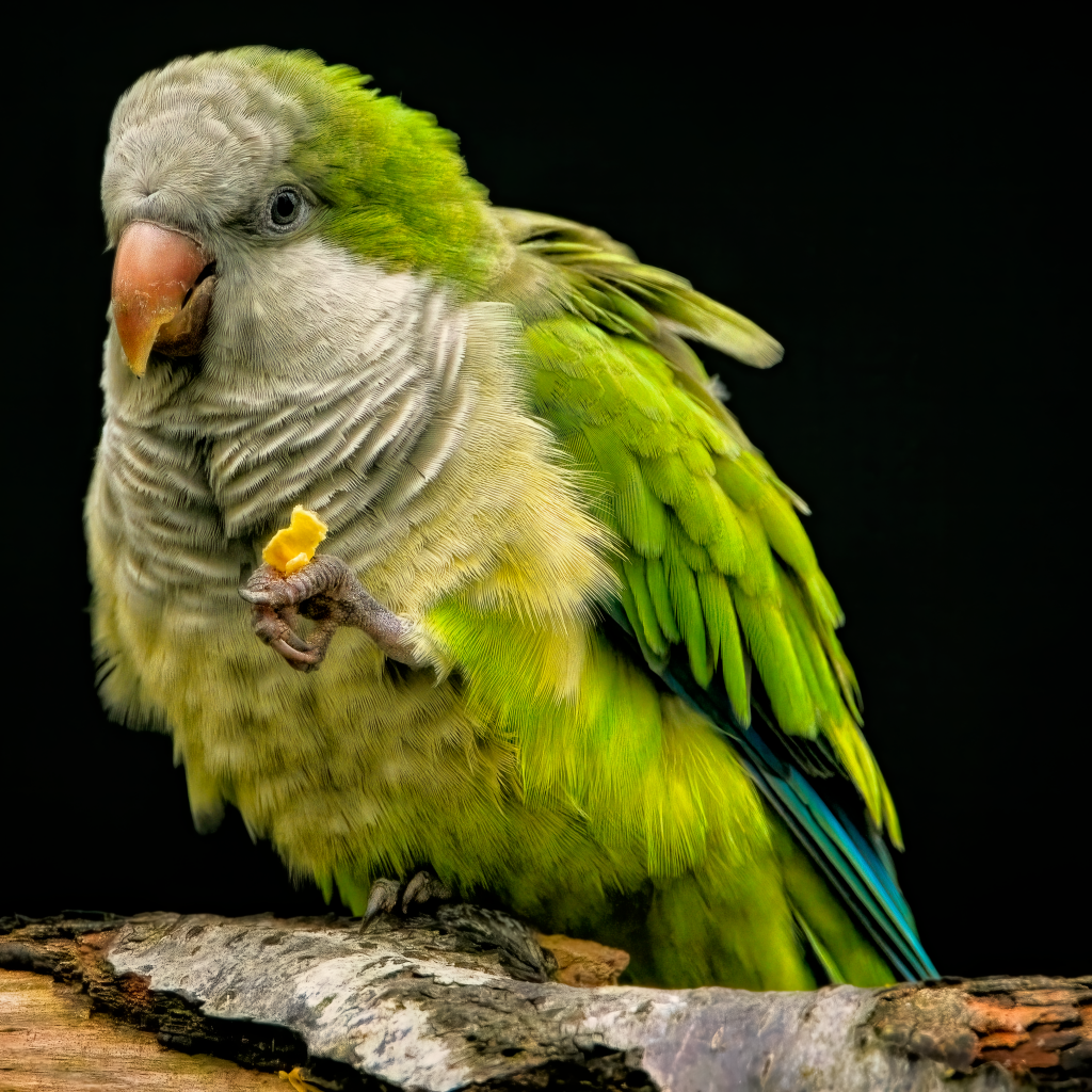 Зеленый попугай сидит на сухой ветке