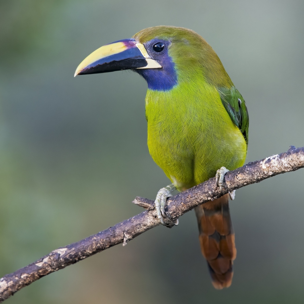 Green toucan sits on a branch