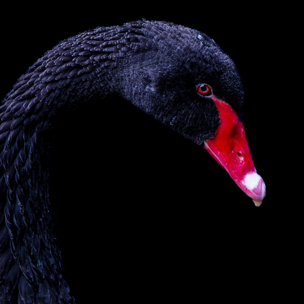 Голова черного лебедя с красным клювом