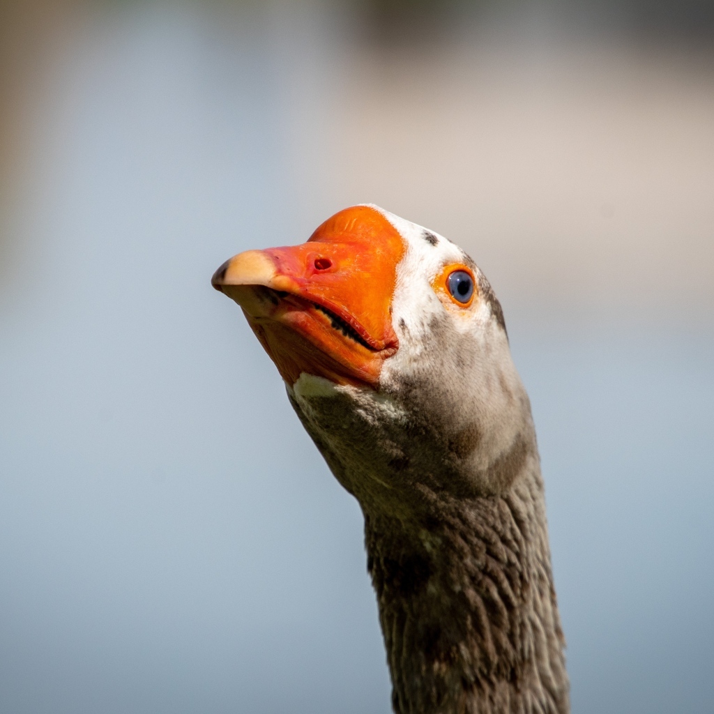 Голова домашнего гуся с оранжевым клювом