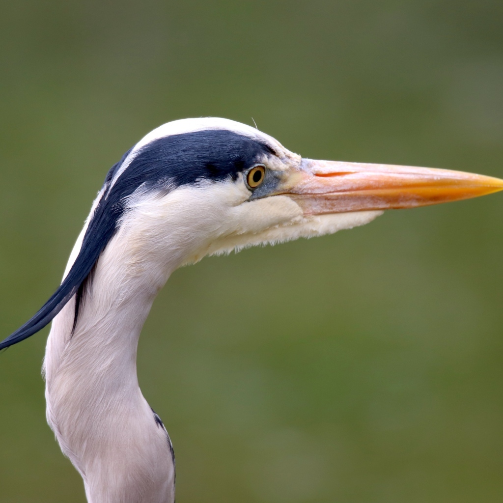 Голова цапли с острым клювом
