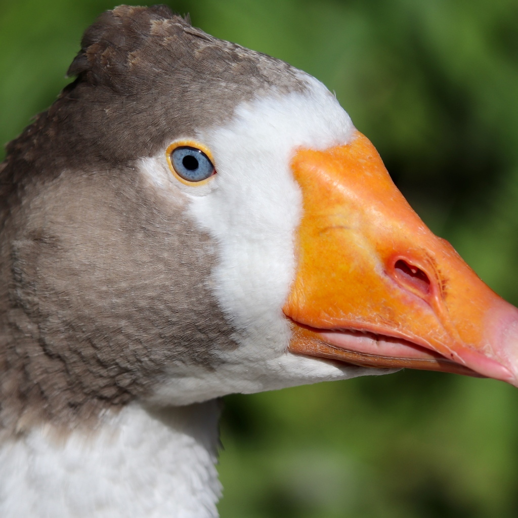 Голова большого домашнего гуся