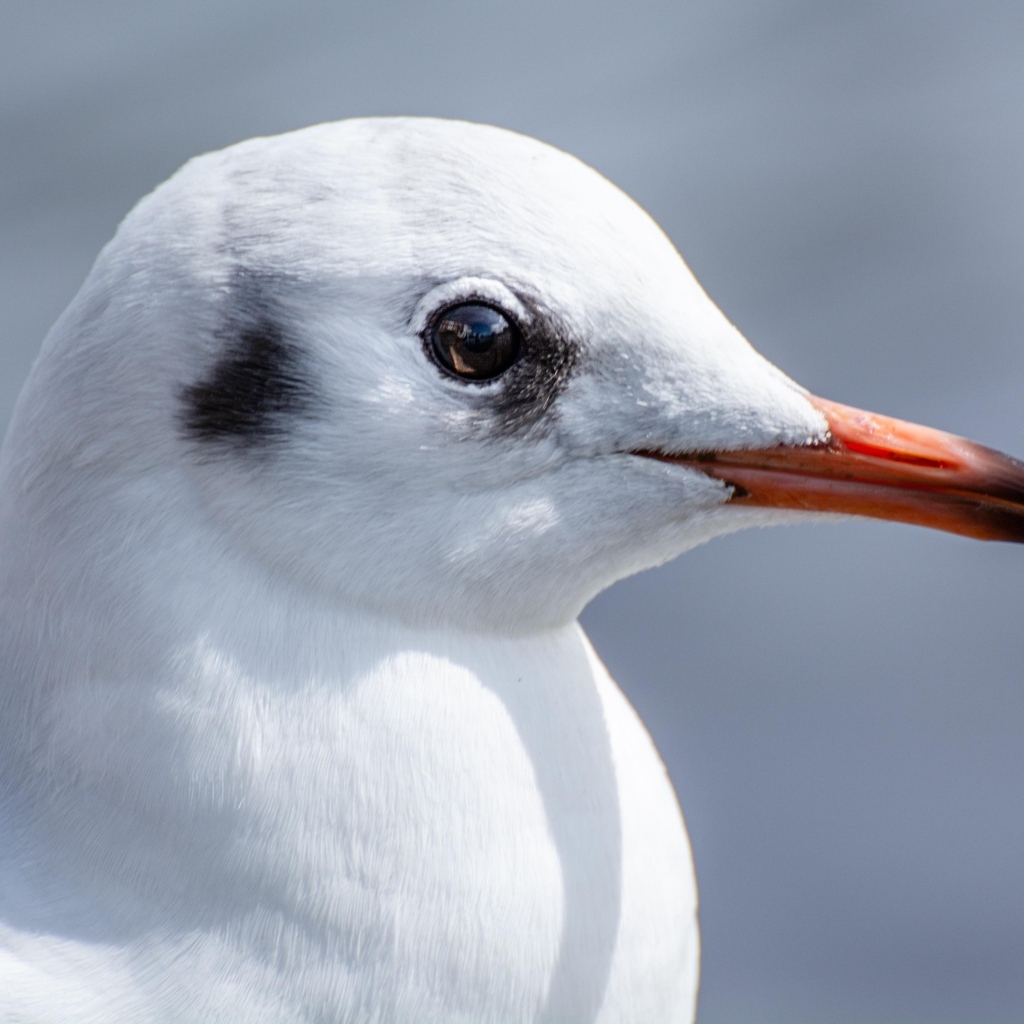 Голова чайки с острым клювом 