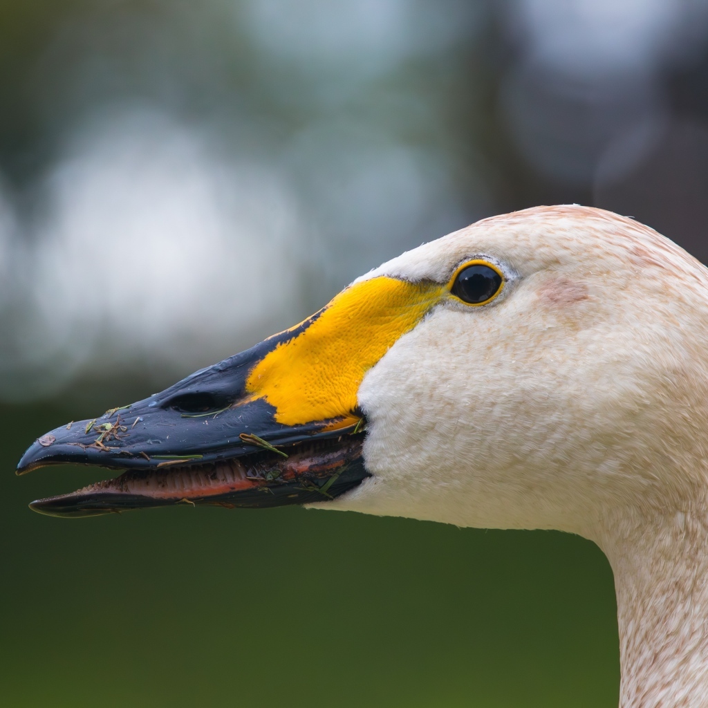 Голова белого лебедя с черным клювом