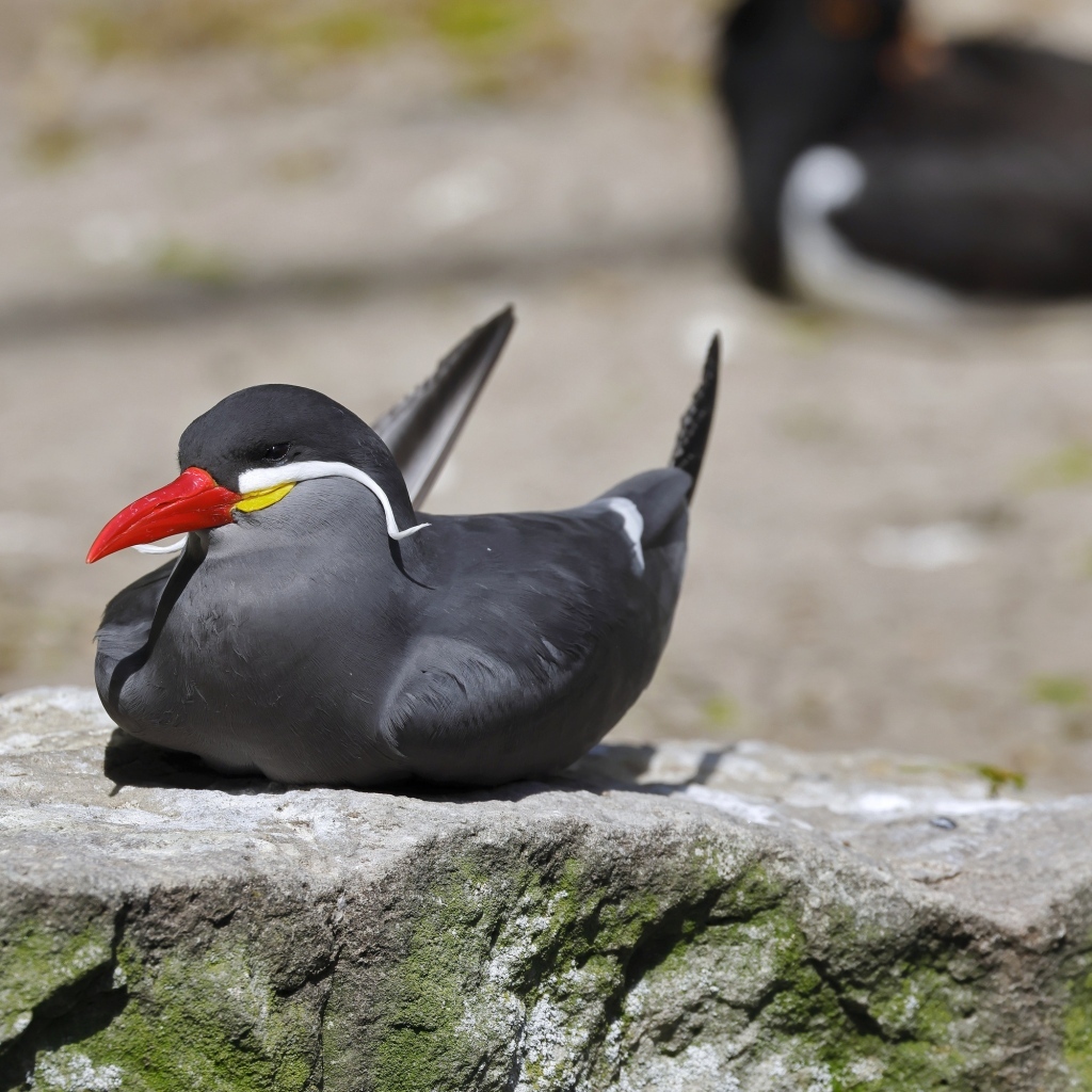 Птица крачка инков лежит  на камне