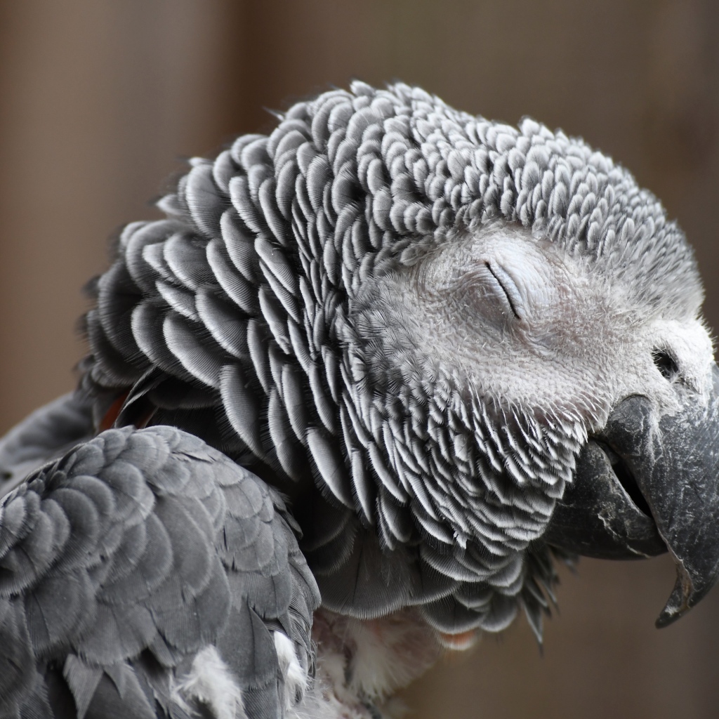 Попугай жако с закрытыми глазами