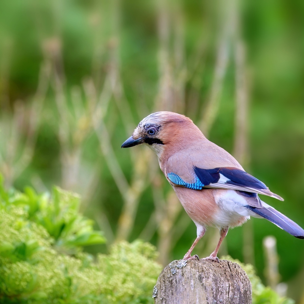 Сойка сидит на сухой ветке
