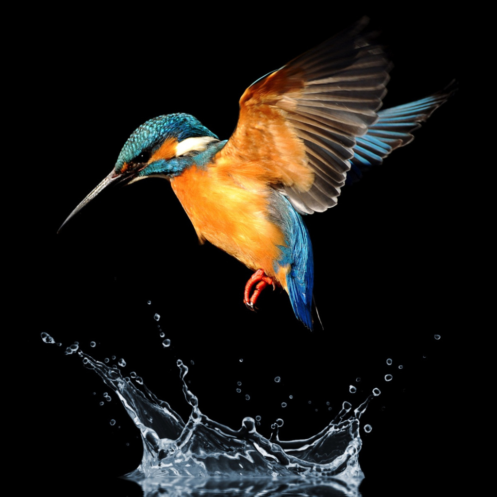 Птица зимородок над водой на черном фоне