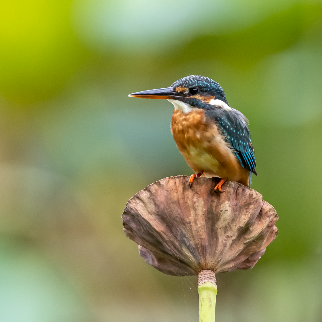 Птица зимородок сидит на растении